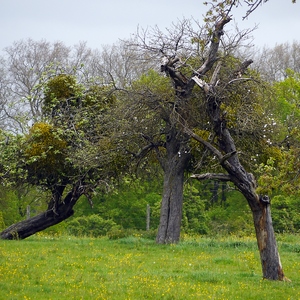 Vieux arbres en équilibre instable - Belgique  - collection de photos clin d'oeil, catégorie paysages